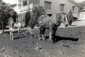 Gail and Wendy with Nugget,  the family Draft Horse.
