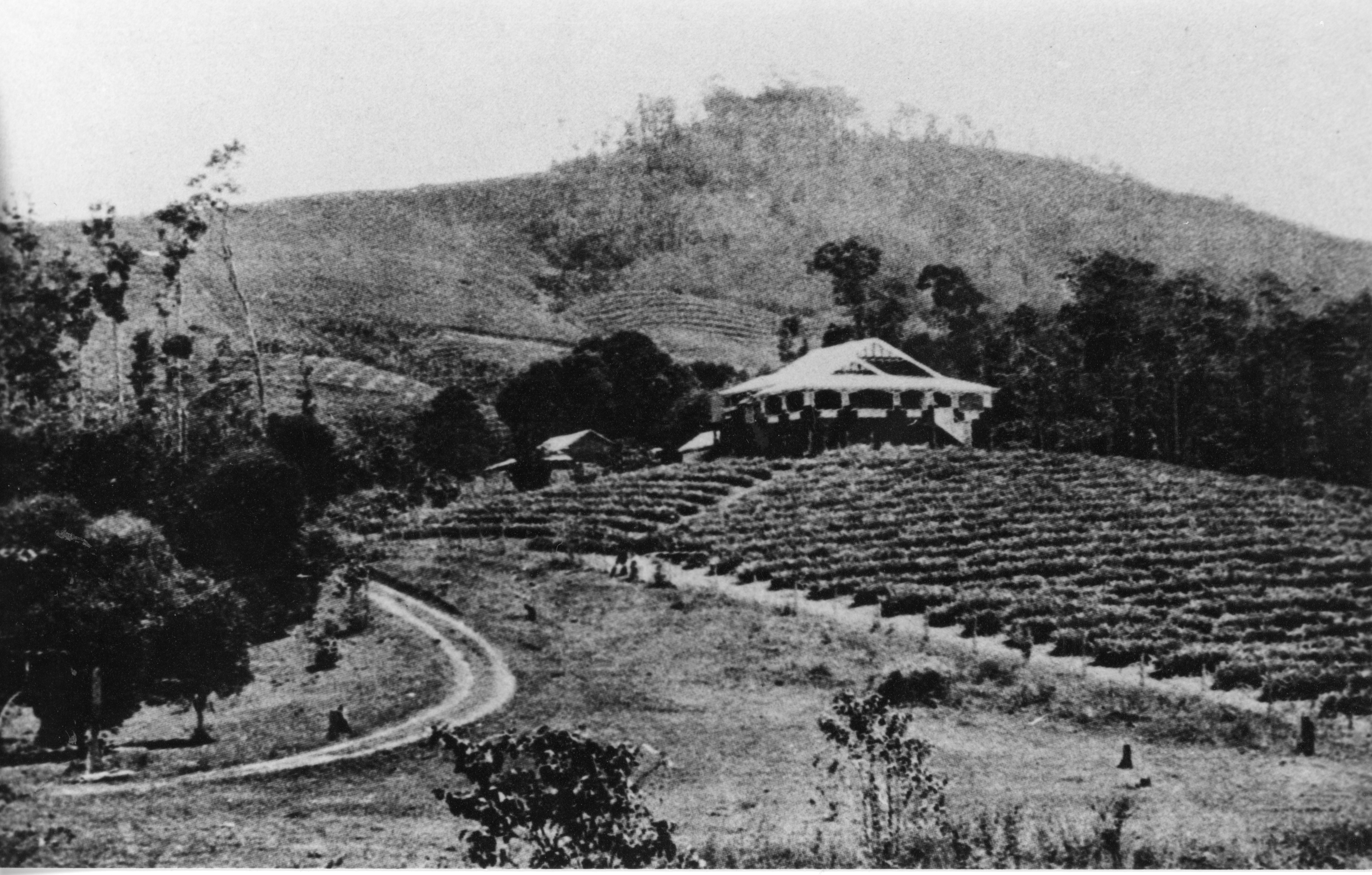 3-maroonda-experimental-farm-at-amamoor