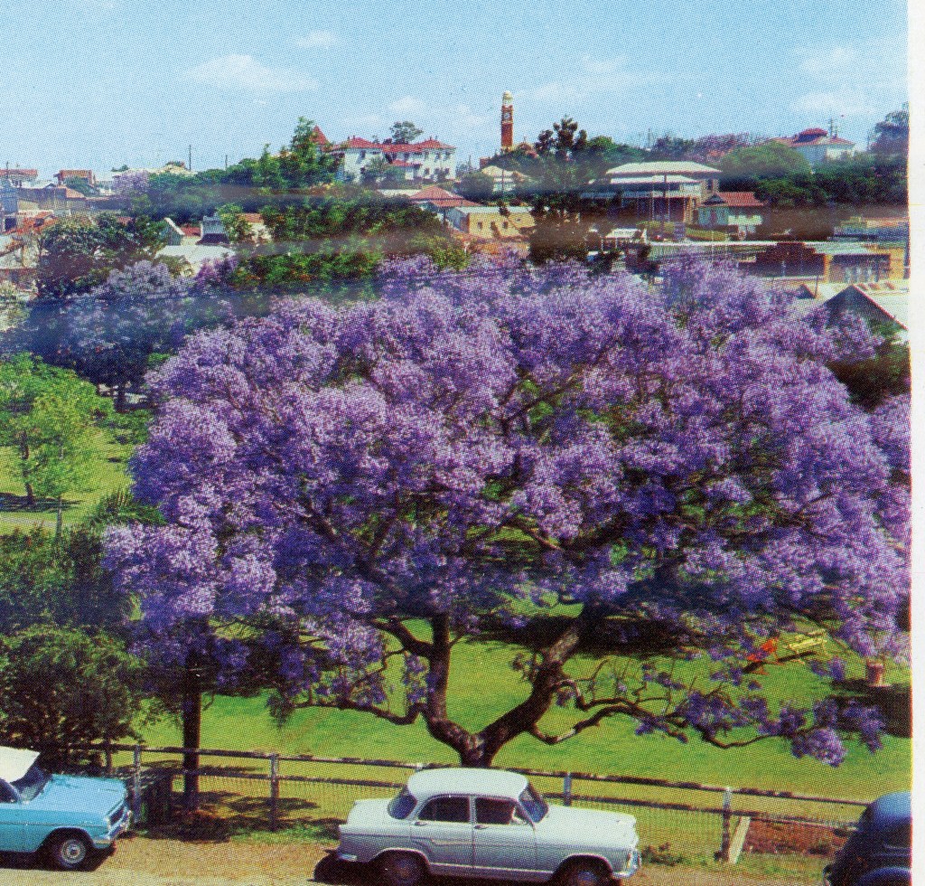 The Jacaranda